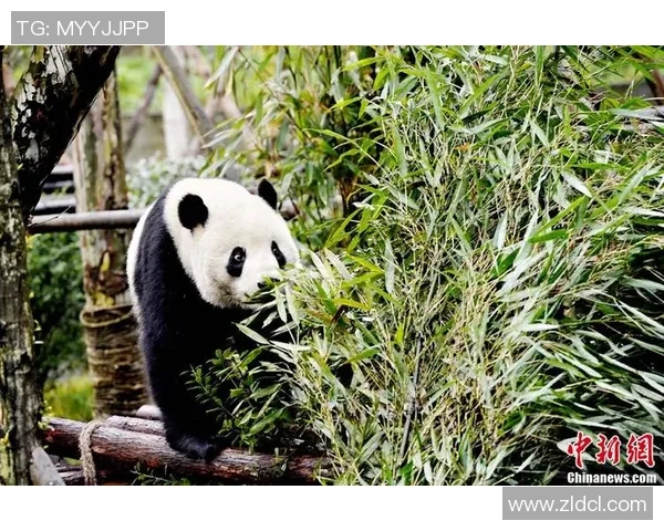 姚明与熊猫的奇妙之旅：探索中国文化与自然的完美结合